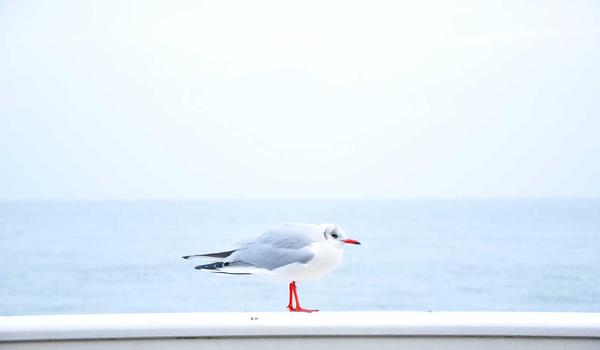 麻将百科